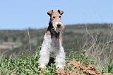 FOX TERRIER 309